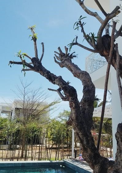 biệt thự vũng tàu hình 8